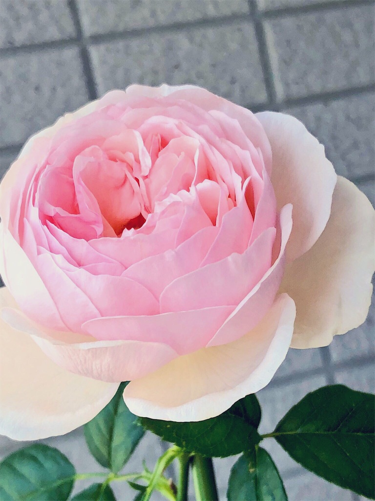 f:id:tef_rose:20190424035007j:image