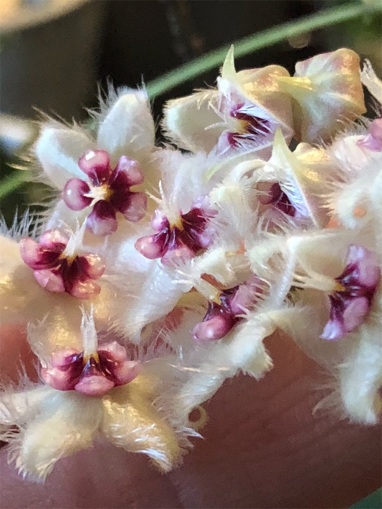 f:id:tef_rose:20190424041502j:image