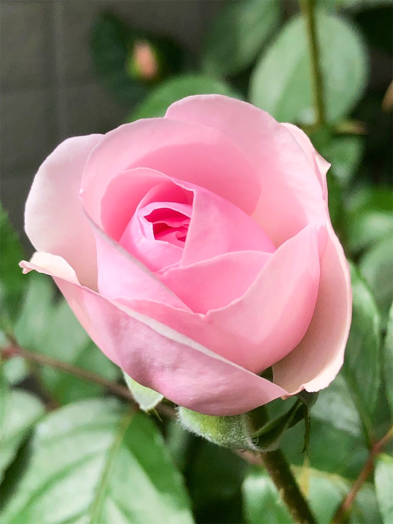 f:id:tef_rose:20190427151953j:image