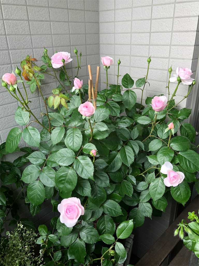 f:id:tef_rose:20190427152004j:image