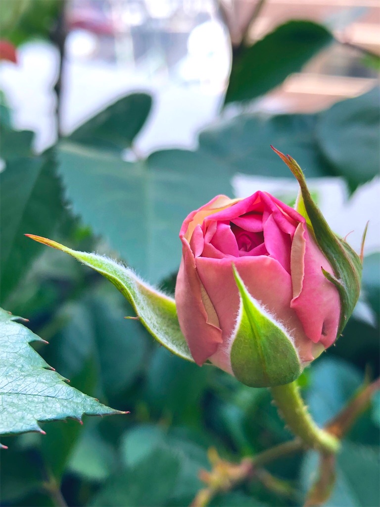 f:id:tef_rose:20190427165510j:image