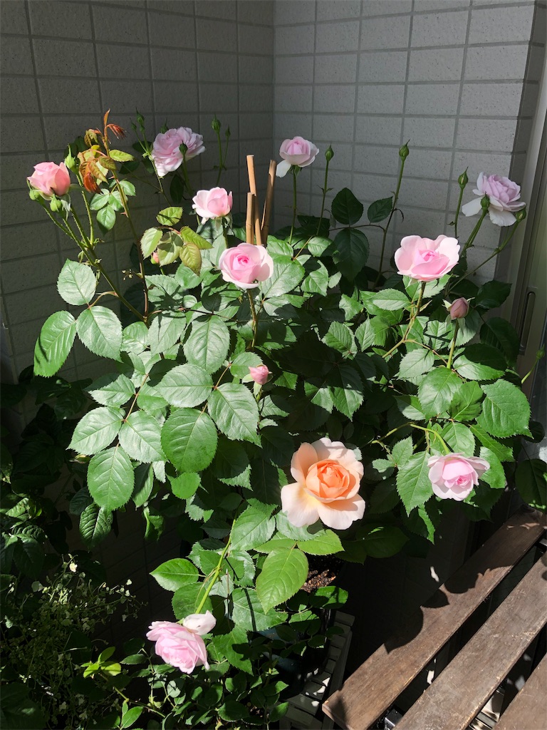 f:id:tef_rose:20190427170037j:image