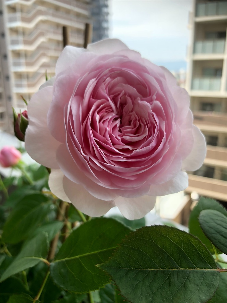 f:id:tef_rose:20190427171627j:image