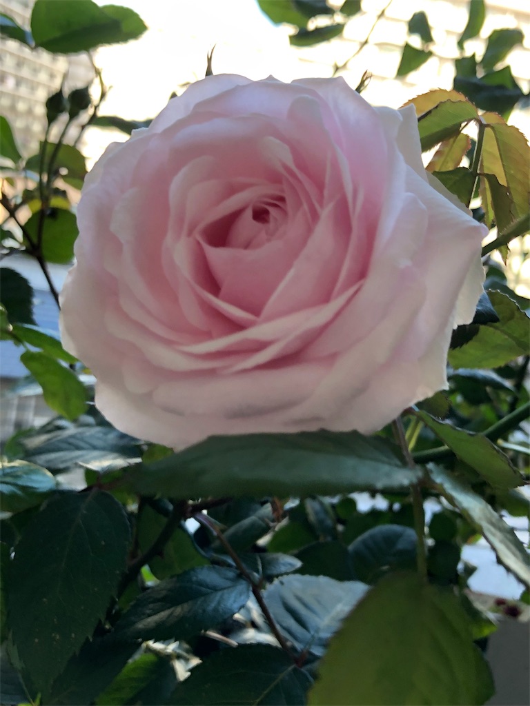f:id:tef_rose:20190427171935j:image