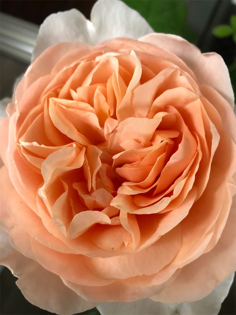 f:id:tef_rose:20190429020729j:image