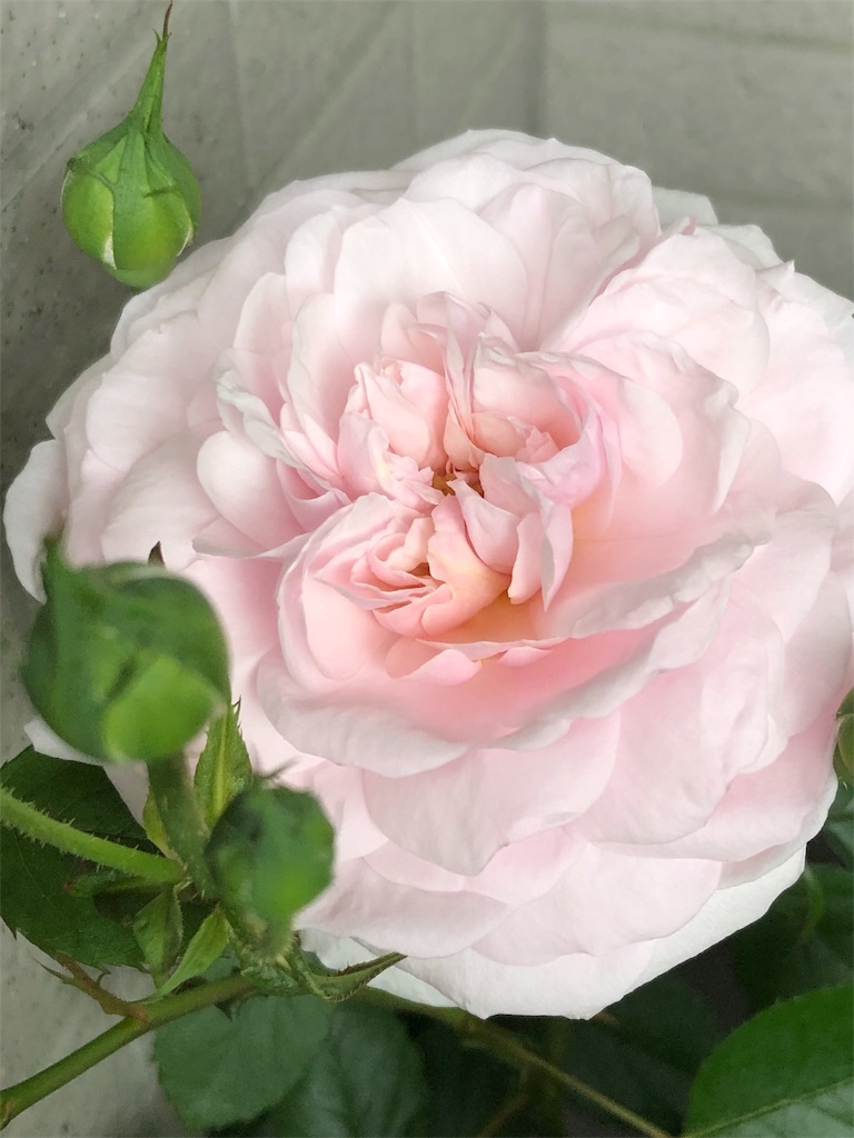 f:id:tef_rose:20190429020733j:image
