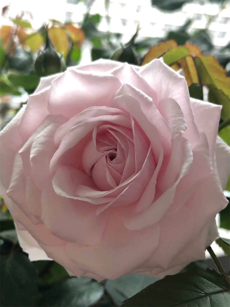 f:id:tef_rose:20190429020738j:image