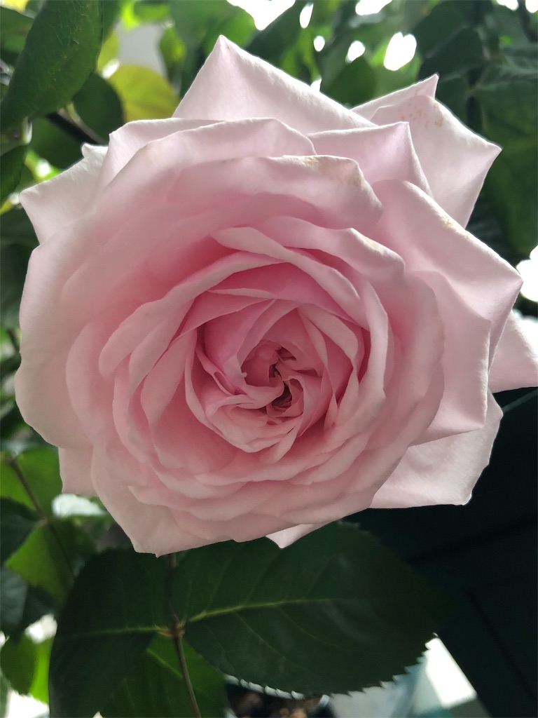 f:id:tef_rose:20190429020743j:image