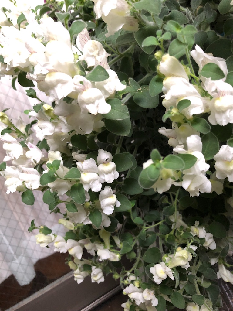 f:id:tef_rose:20190429021318j:image