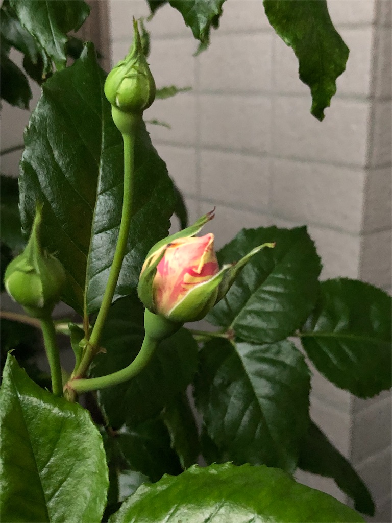 f:id:tef_rose:20190429021321j:image