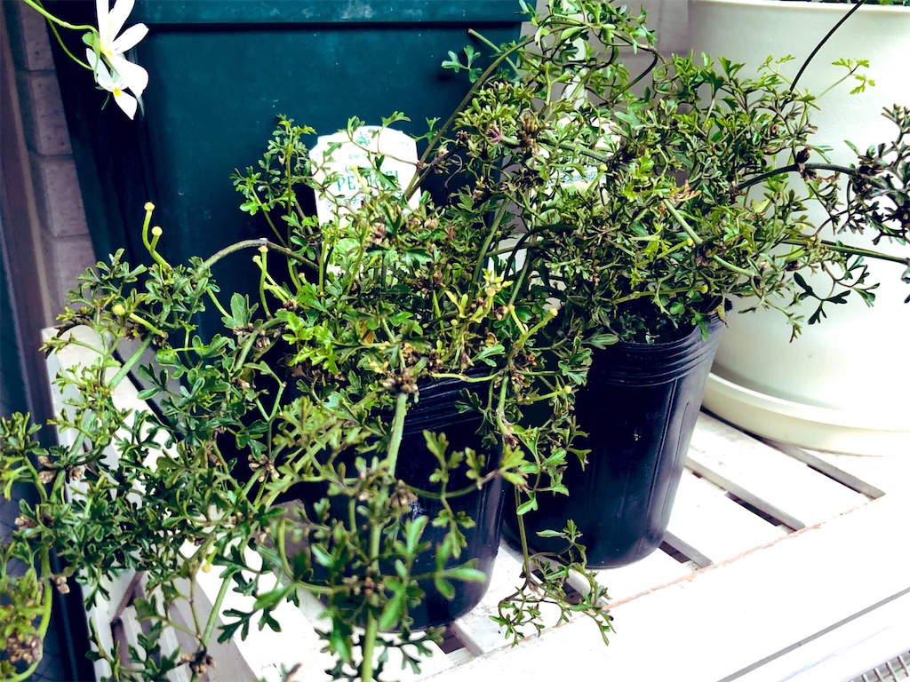 f:id:tef_rose:20190429021324j:image