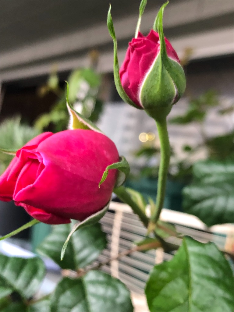 f:id:tef_rose:20190429021328j:image