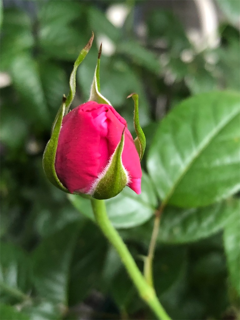 f:id:tef_rose:20190429021334j:image