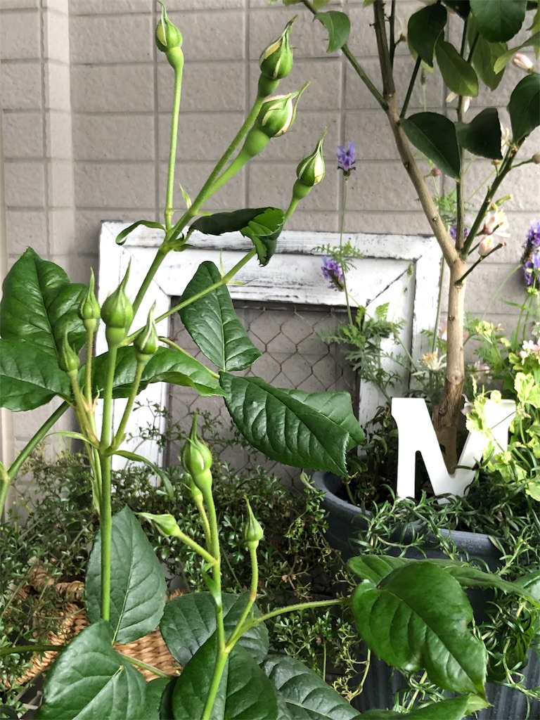 f:id:tef_rose:20190429021337j:image