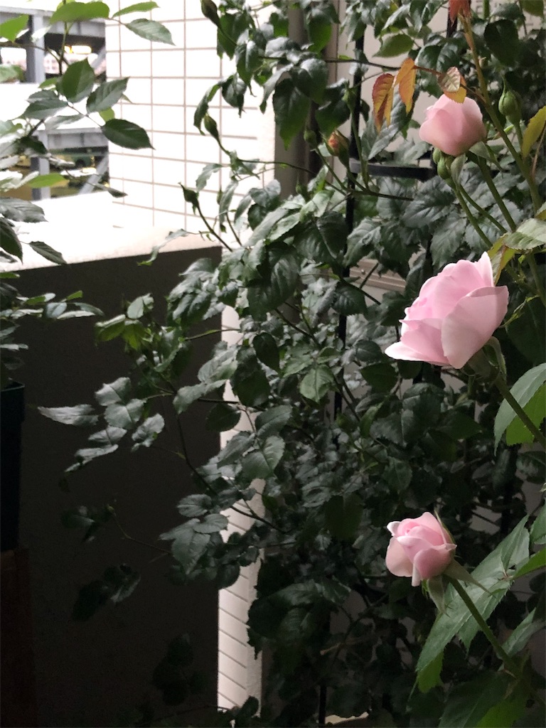 f:id:tef_rose:20190429021340j:image