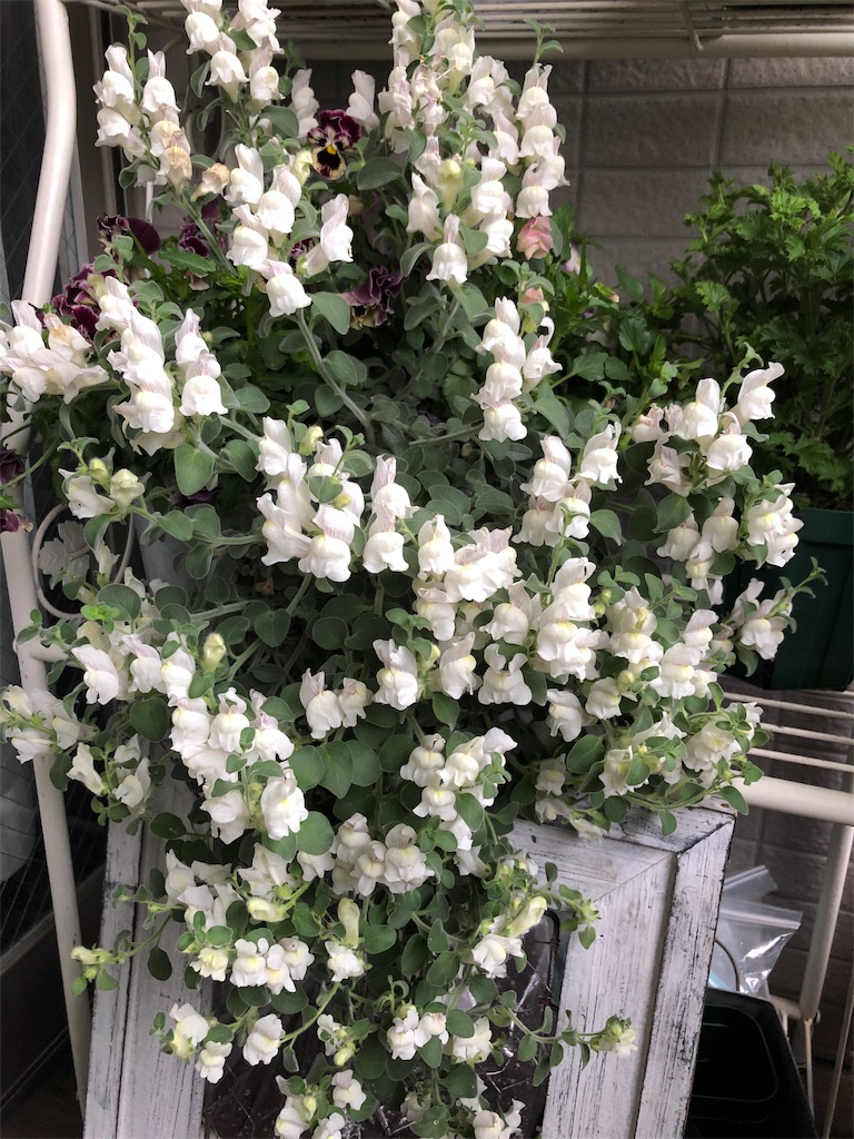 f:id:tef_rose:20190429021343j:image