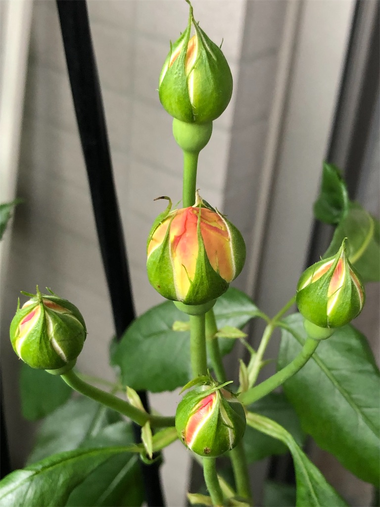 f:id:tef_rose:20190429021346j:image