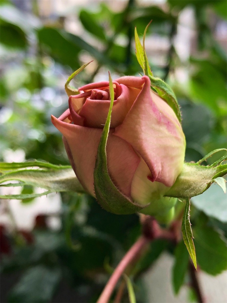 f:id:tef_rose:20190429022827j:image