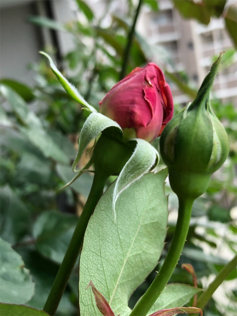 f:id:tef_rose:20190429023008j:image