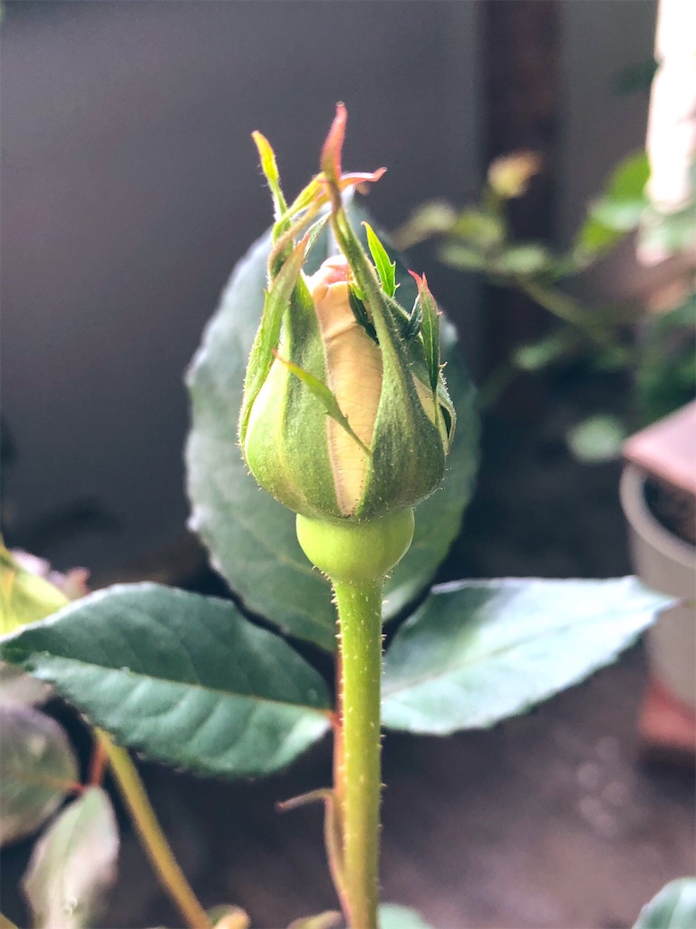 f:id:tef_rose:20190429023011j:image