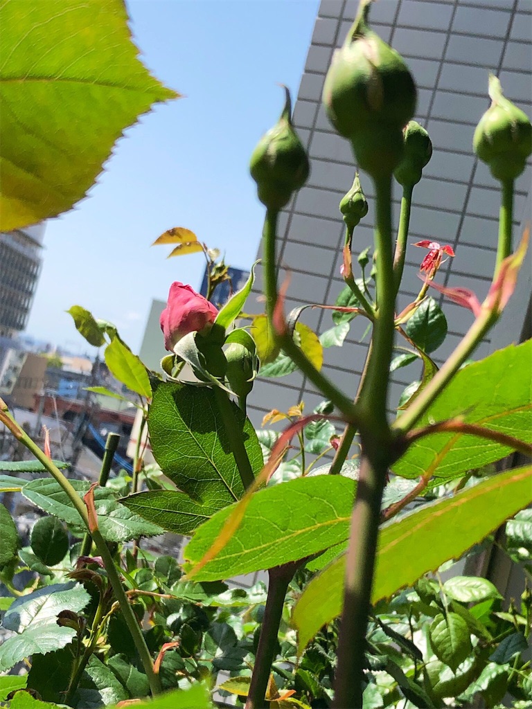 f:id:tef_rose:20190429023015j:image