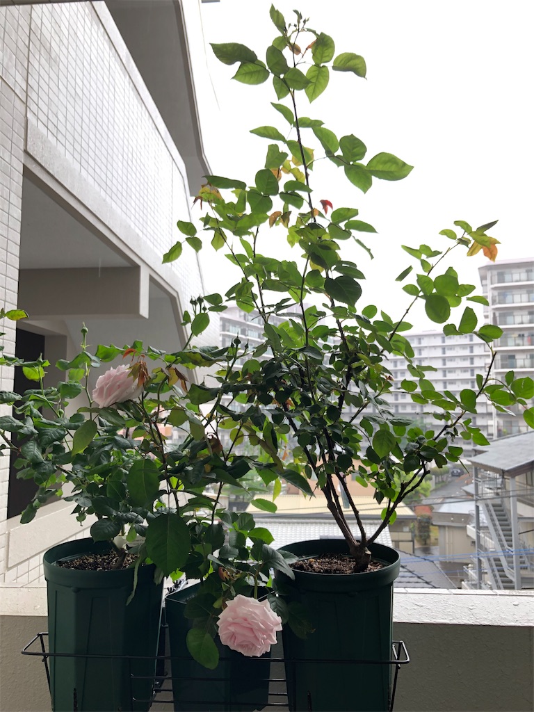 f:id:tef_rose:20190429120827j:image
