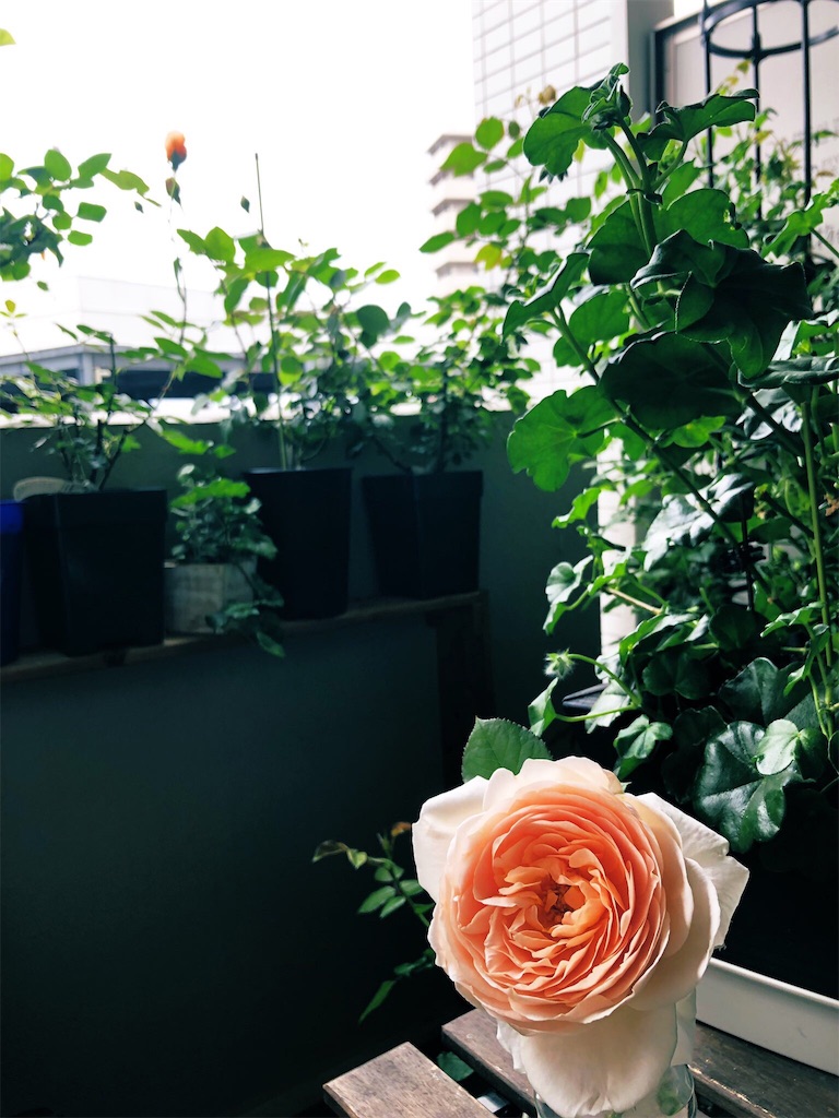 f:id:tef_rose:20190429145523j:image