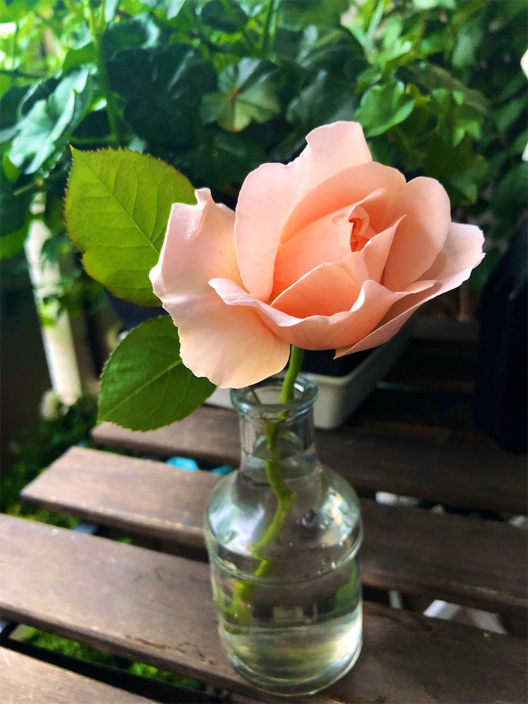 f:id:tef_rose:20190429145533j:image