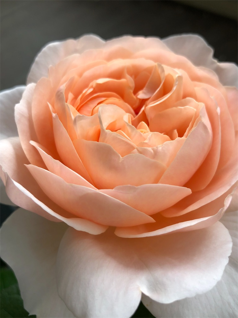 f:id:tef_rose:20190429145536j:image