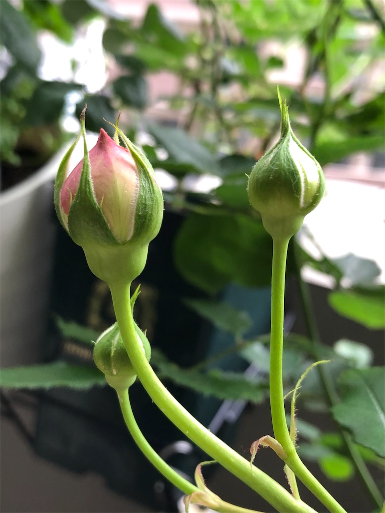 f:id:tef_rose:20190429185759j:image f:id:tef_rose:20190429185759j:image