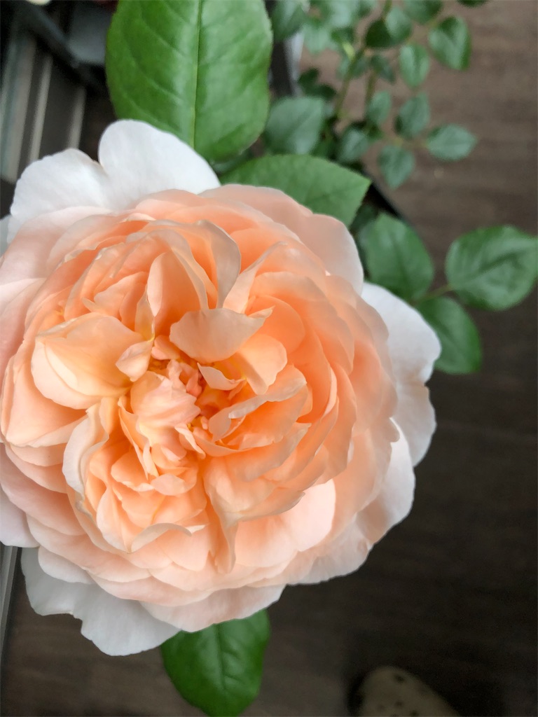 f:id:tef_rose:20190429185803j:image f:id:tef_rose:20190429185803j:image