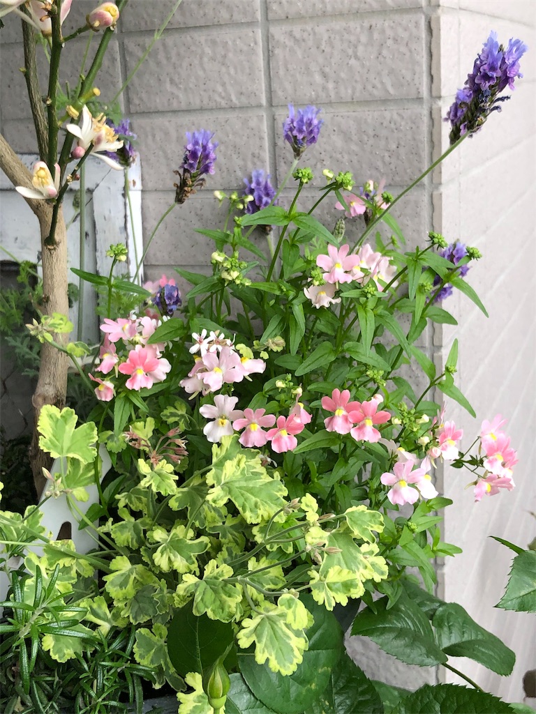 f:id:tef_rose:20190429185806j:image f:id:tef_rose:20190429185806j:image