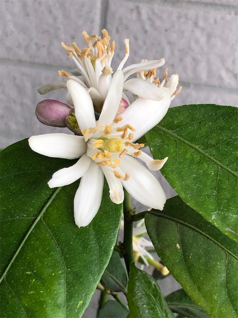 f:id:tef_rose:20190429185809j:image f:id:tef_rose:20190429185809j:image
