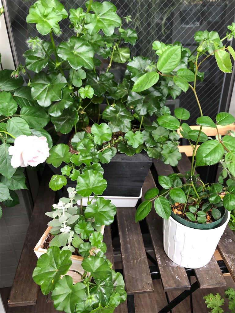 f:id:tef_rose:20190429185820j:image f:id:tef_rose:20190429185820j:image