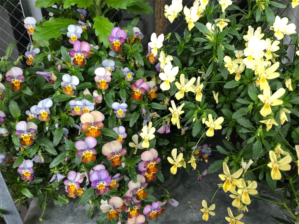 f:id:tef_rose:20190429185824j:image f:id:tef_rose:20190429185824j:image