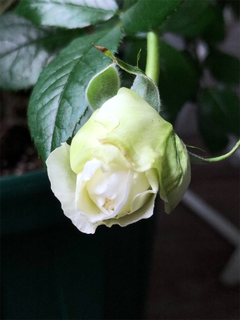 f:id:tef_rose:20190429185827j:image f:id:tef_rose:20190429185827j:image