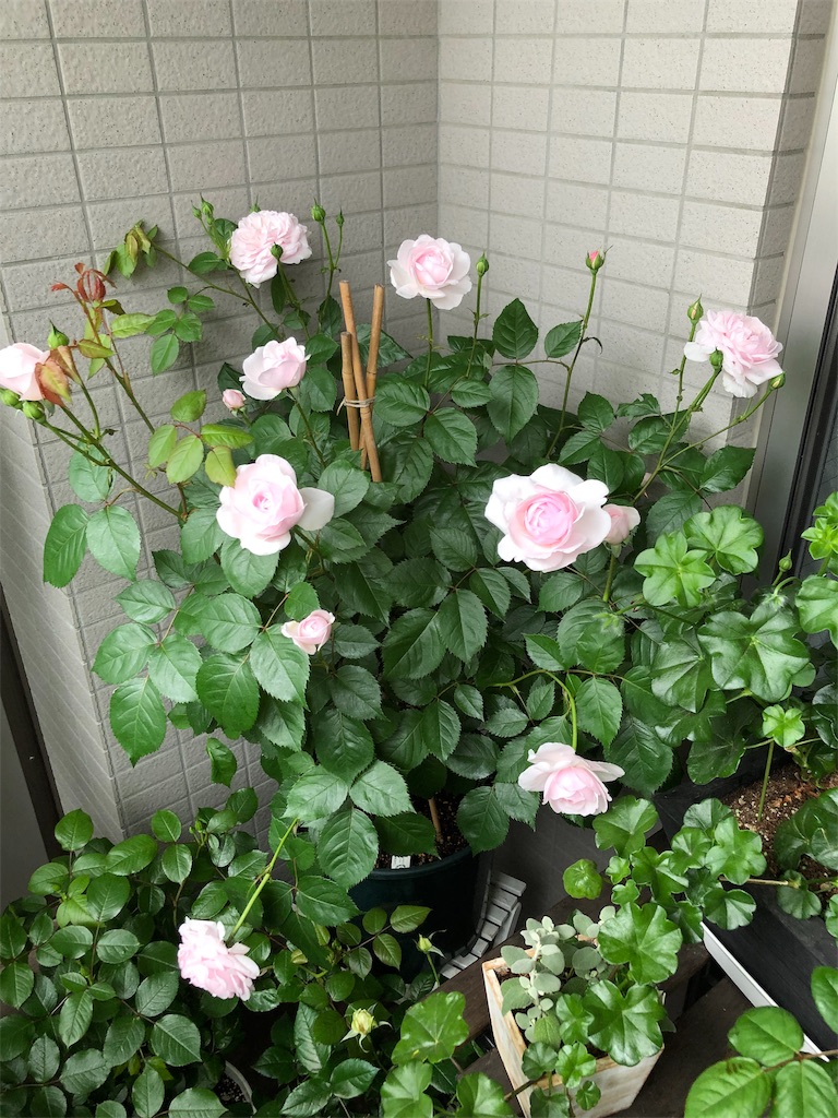 f:id:tef_rose:20190429185831j:image f:id:tef_rose:20190429185831j:image