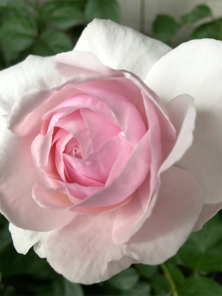 f:id:tef_rose:20190429185837j:image