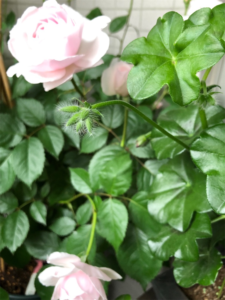 f:id:tef_rose:20190430124922j:image f:id:tef_rose:20190430124922j:image