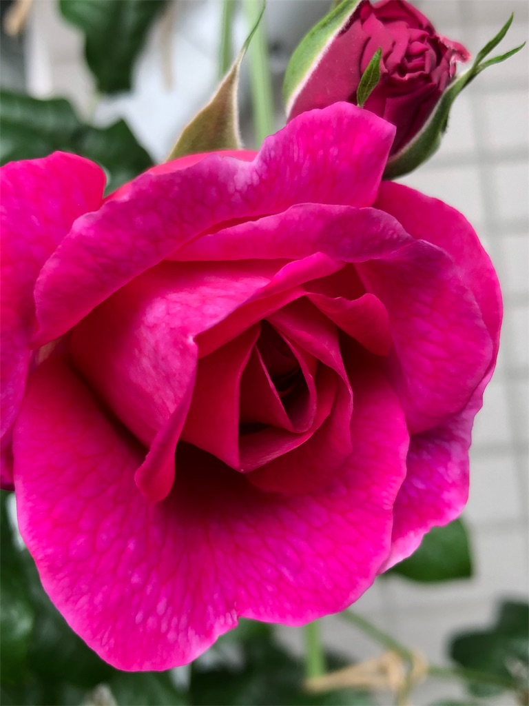 f:id:tef_rose:20190430125417j:image f:id:tef_rose:20190430125417j:image