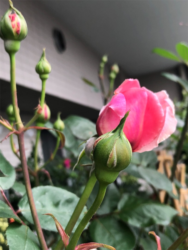 f:id:tef_rose:20190430130224j:image f:id:tef_rose:20190430130224j:image