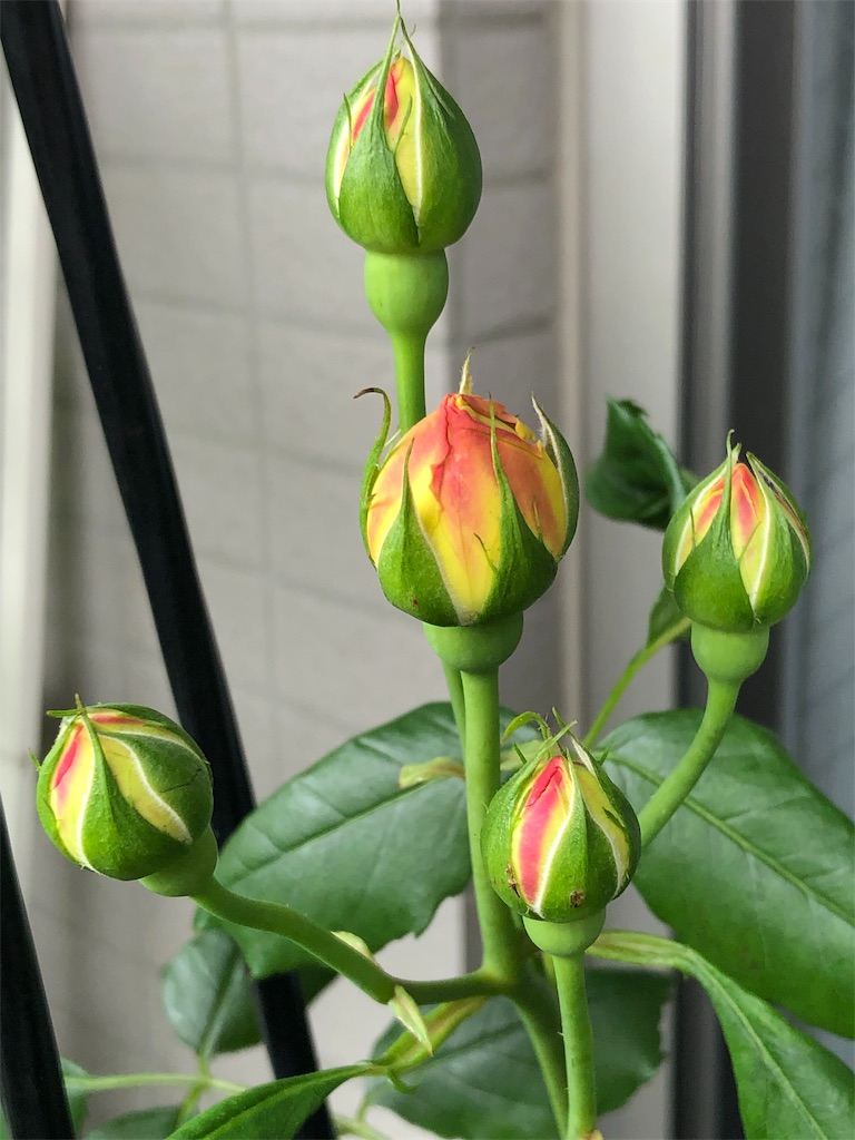 f:id:tef_rose:20190430130535j:image f:id:tef_rose:20190430130535j:image