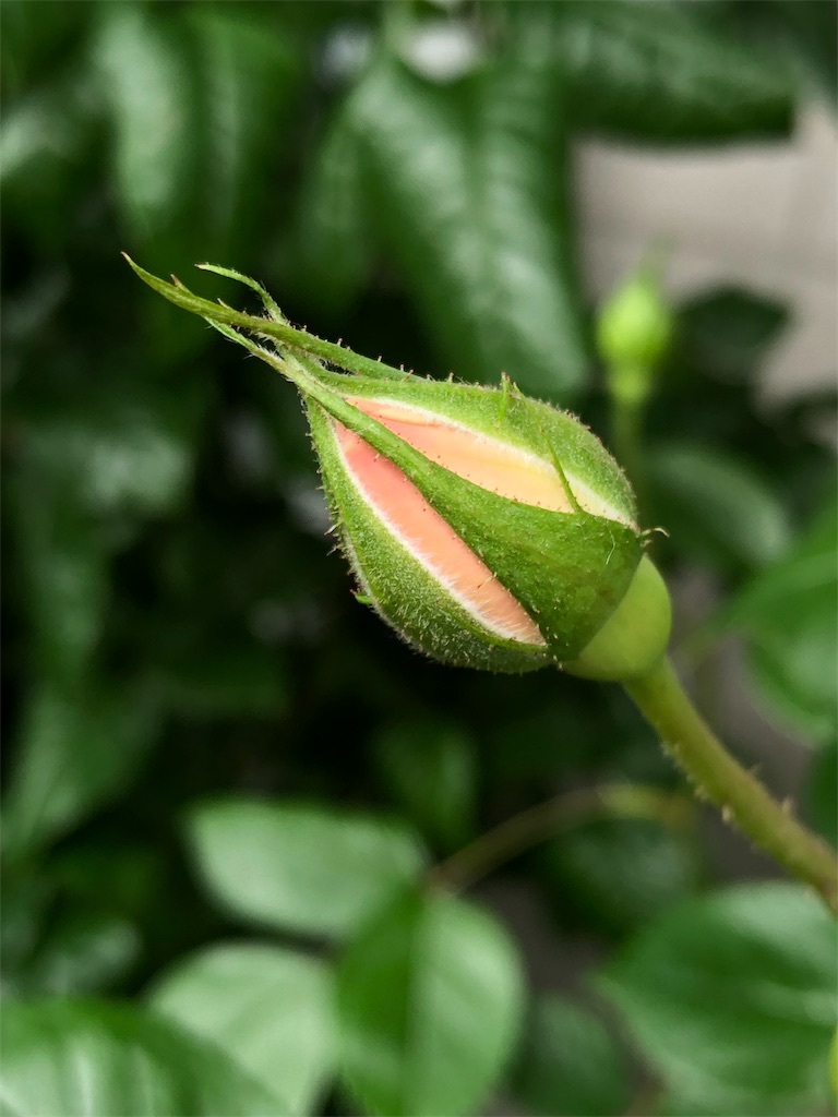 f:id:tef_rose:20190430131146j:image f:id:tef_rose:20190430131146j:image