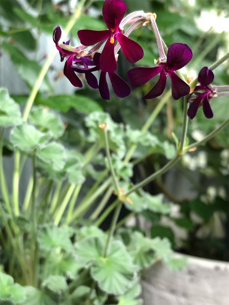 f:id:tef_rose:20190430131242j:image f:id:tef_rose:20190430131242j:image