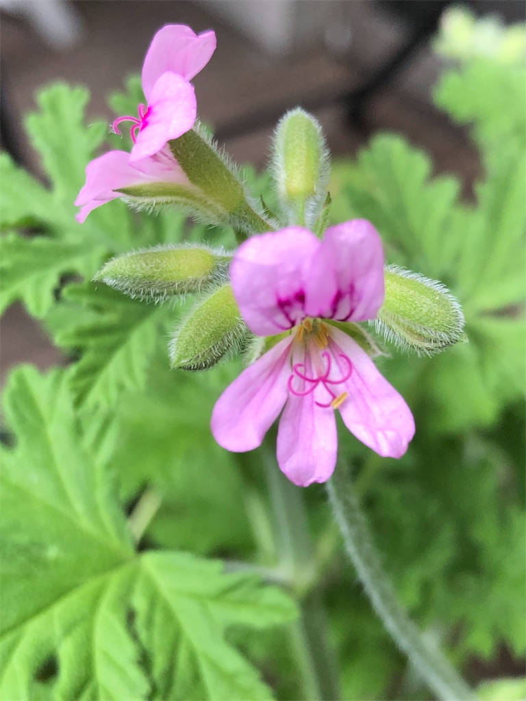 f:id:tef_rose:20190430131358j:image f:id:tef_rose:20190430131358j:image