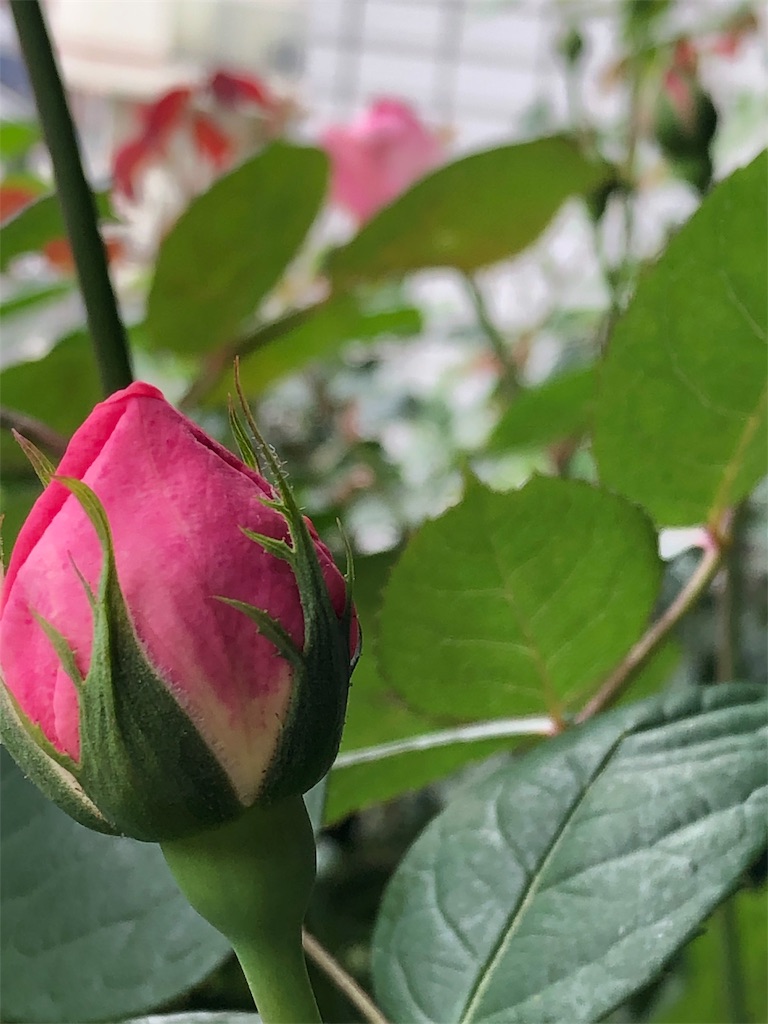 f:id:tef_rose:20190430132034j:image f:id:tef_rose:20190430132034j:image
