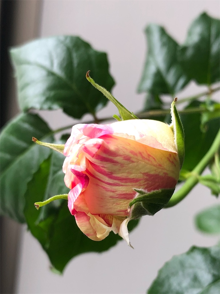 f:id:tef_rose:20190430132310j:image f:id:tef_rose:20190430132310j:image