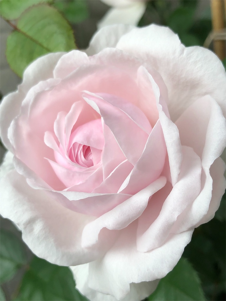 f:id:tef_rose:20190430132403j:image f:id:tef_rose:20190430132403j:image