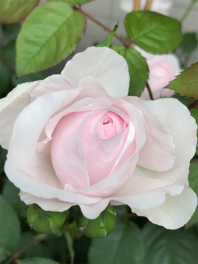 f:id:tef_rose:20190430132407j:image f:id:tef_rose:20190430132407j:image