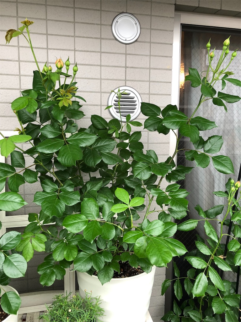 f:id:tef_rose:20190501033917j:image
